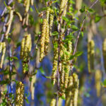 stezenie pylkow pulawy